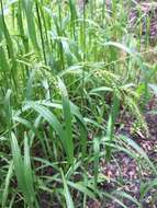 Plancia ëd Echinochloa muricata (P. Beauv.) Fernald