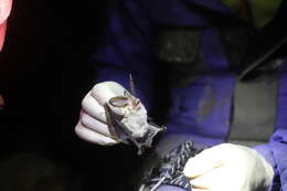 Image of Ognev’s Long-eared Bat