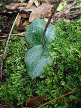 Imagem de Holothrix orthoceras (Harv.) Rchb. fil.