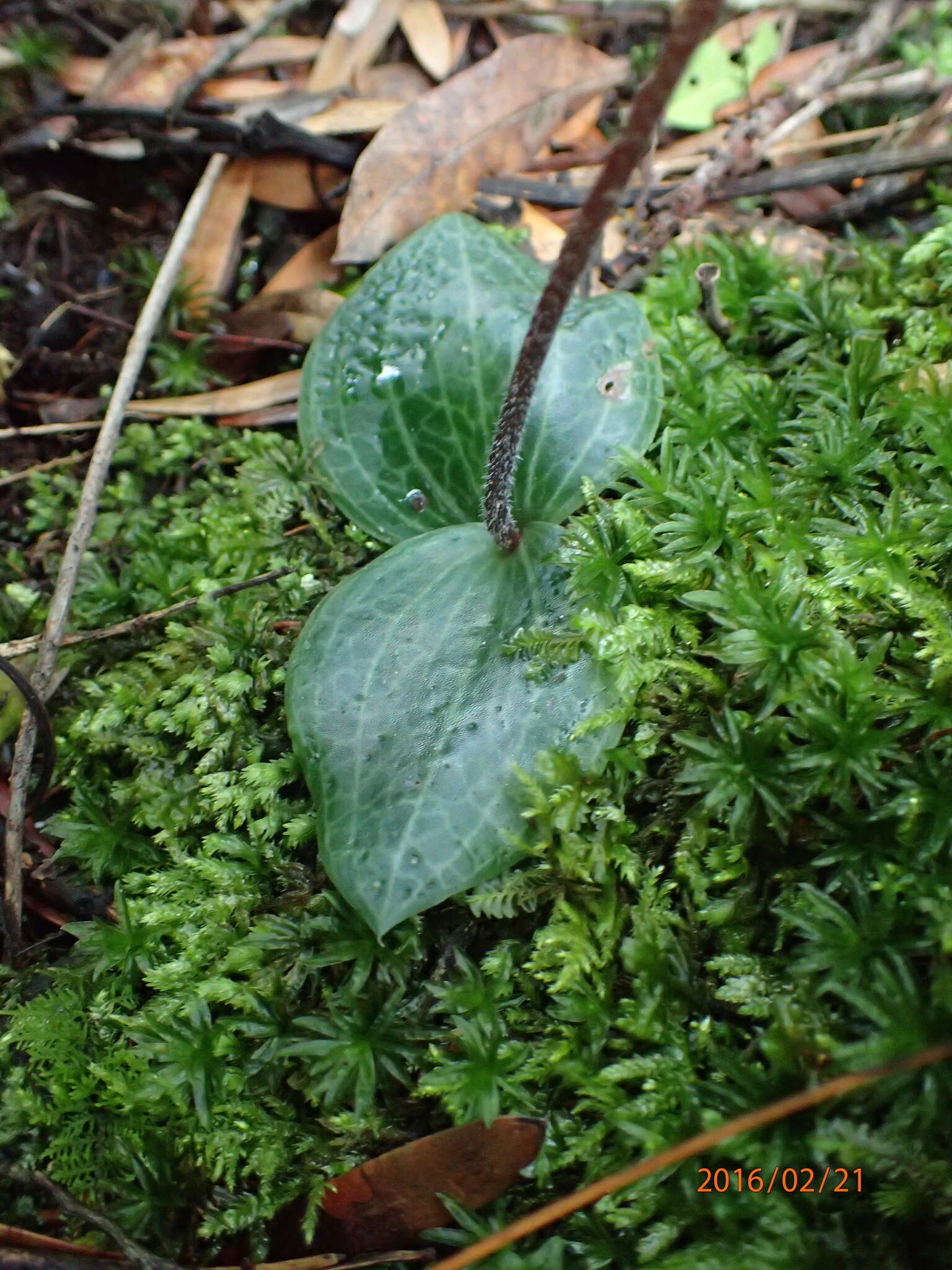 Holothrix orthoceras (Harv.) Rchb. fil.的圖片