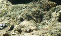 Image of Five striped surge wrasse