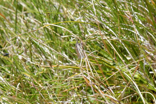 Image of Orocrambus catacaustus Meyrick 1885