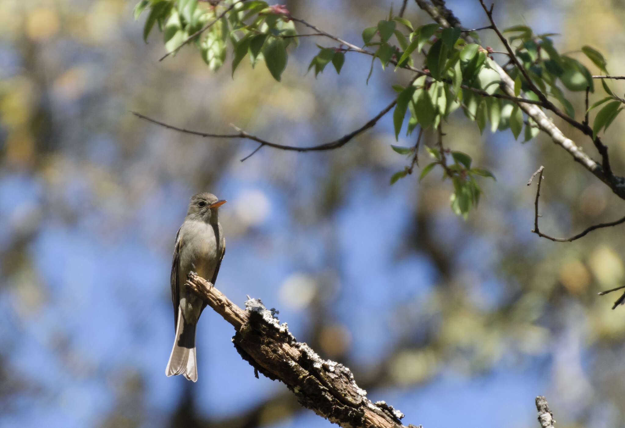 Image of Greater Pewee