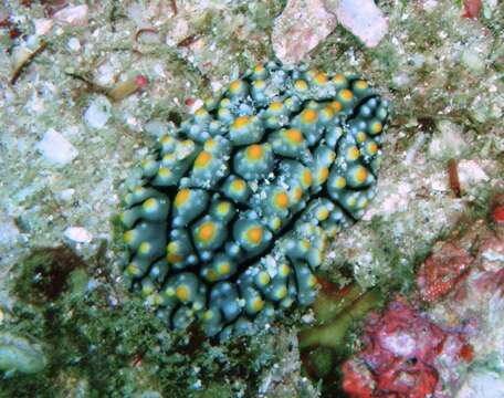 Image of Lumpy black grey orange slug