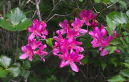 Imagem de Rhododendron sanctum var. lasiogynum Nakai ex Sugimoto