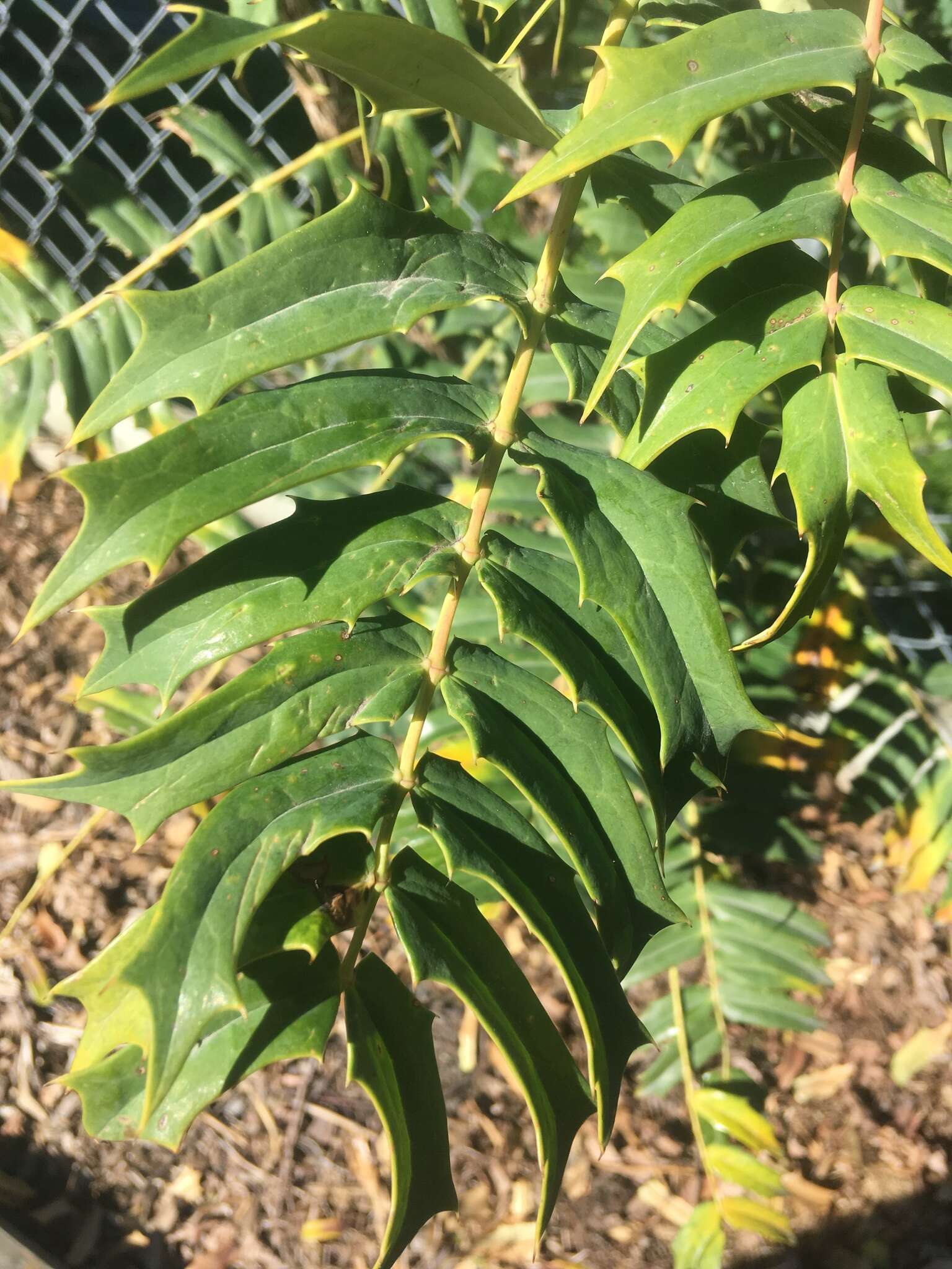 Berberis oiwakensis (Hayata) J. E. Laferriere的圖片