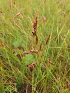 Image of Loose-flowered alpine sedge