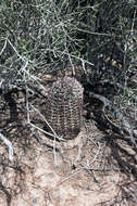 Image of Gymnocalycium schickendantzii subsp. schickendantzii