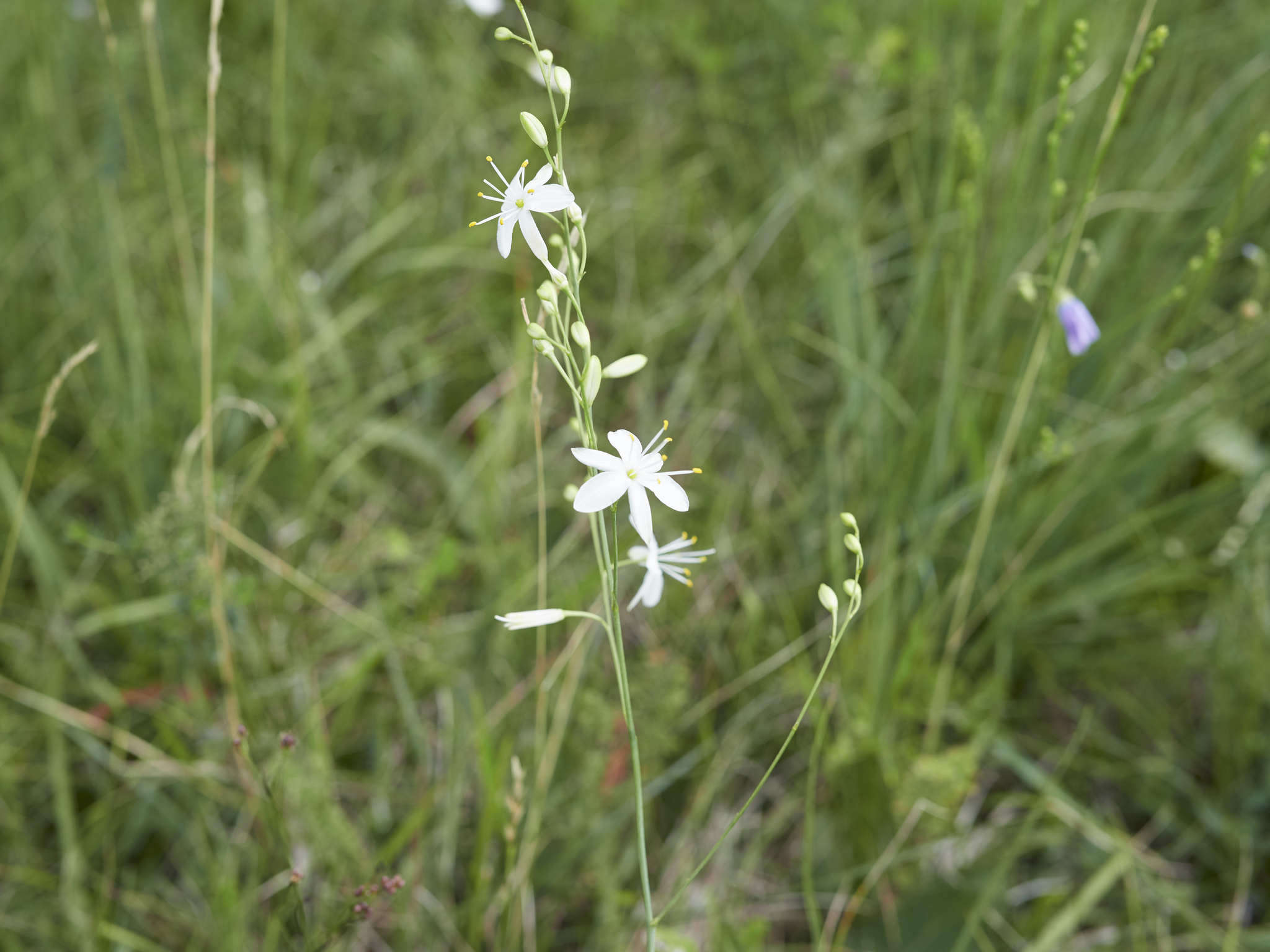 Image of Anthericum