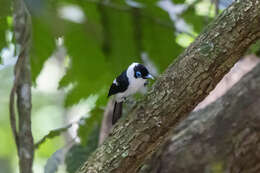 Image of Frill-necked Monarch