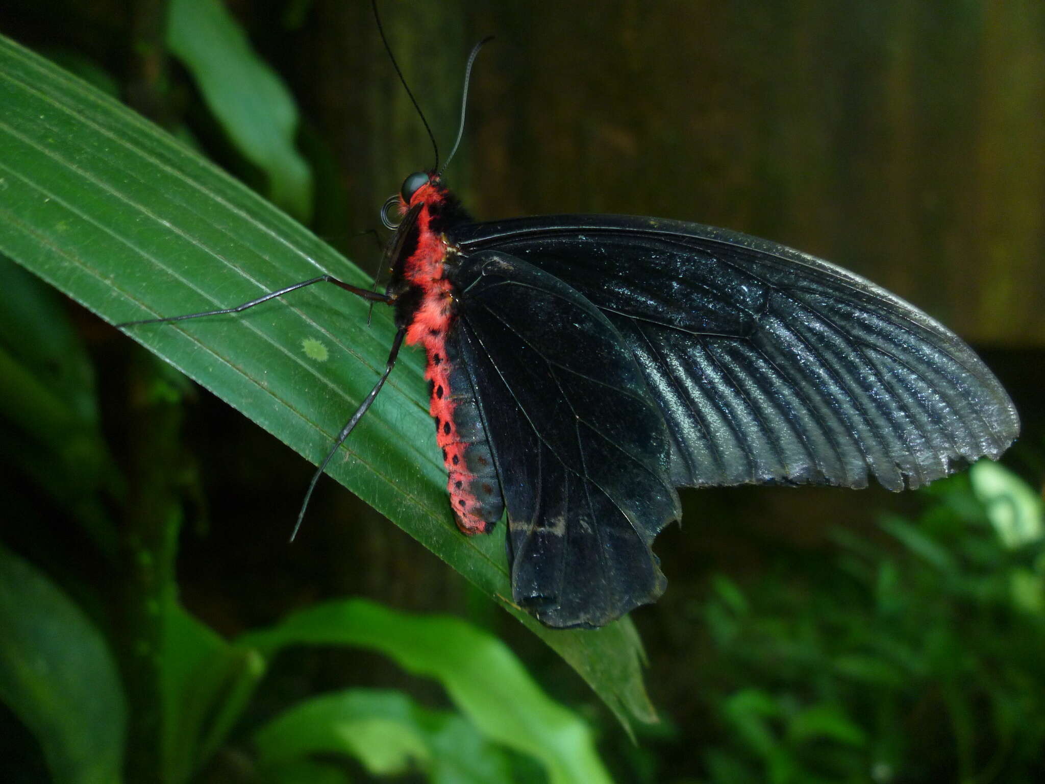 Image of Atrophaneura varuna (White 1842)