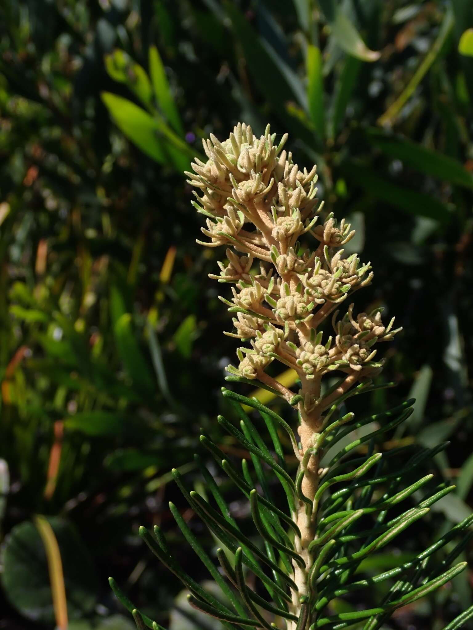 Image of Astrotricha linearis A. Cunn. ex Benth.