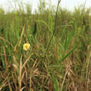 Image of Meadow Joint-Vetch