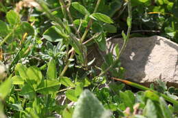 Image of Trifolium badium subsp. rytidosemium