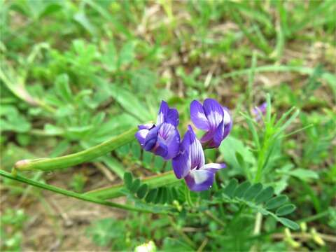 Image of rare loco milkvetch