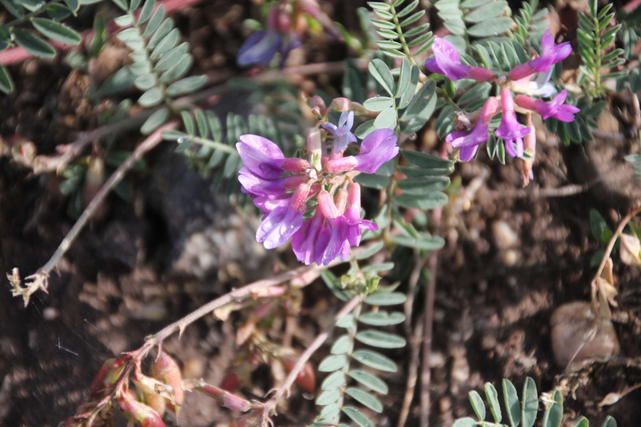 Imagem de Astragalus hallii A. Gray