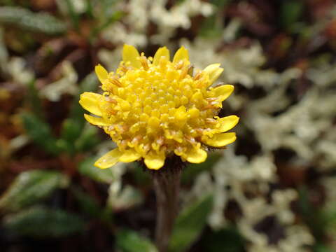 Image of Arctic Squaw-Weed