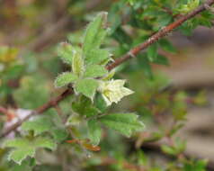 Image of Xanthosia pilosa Rudge