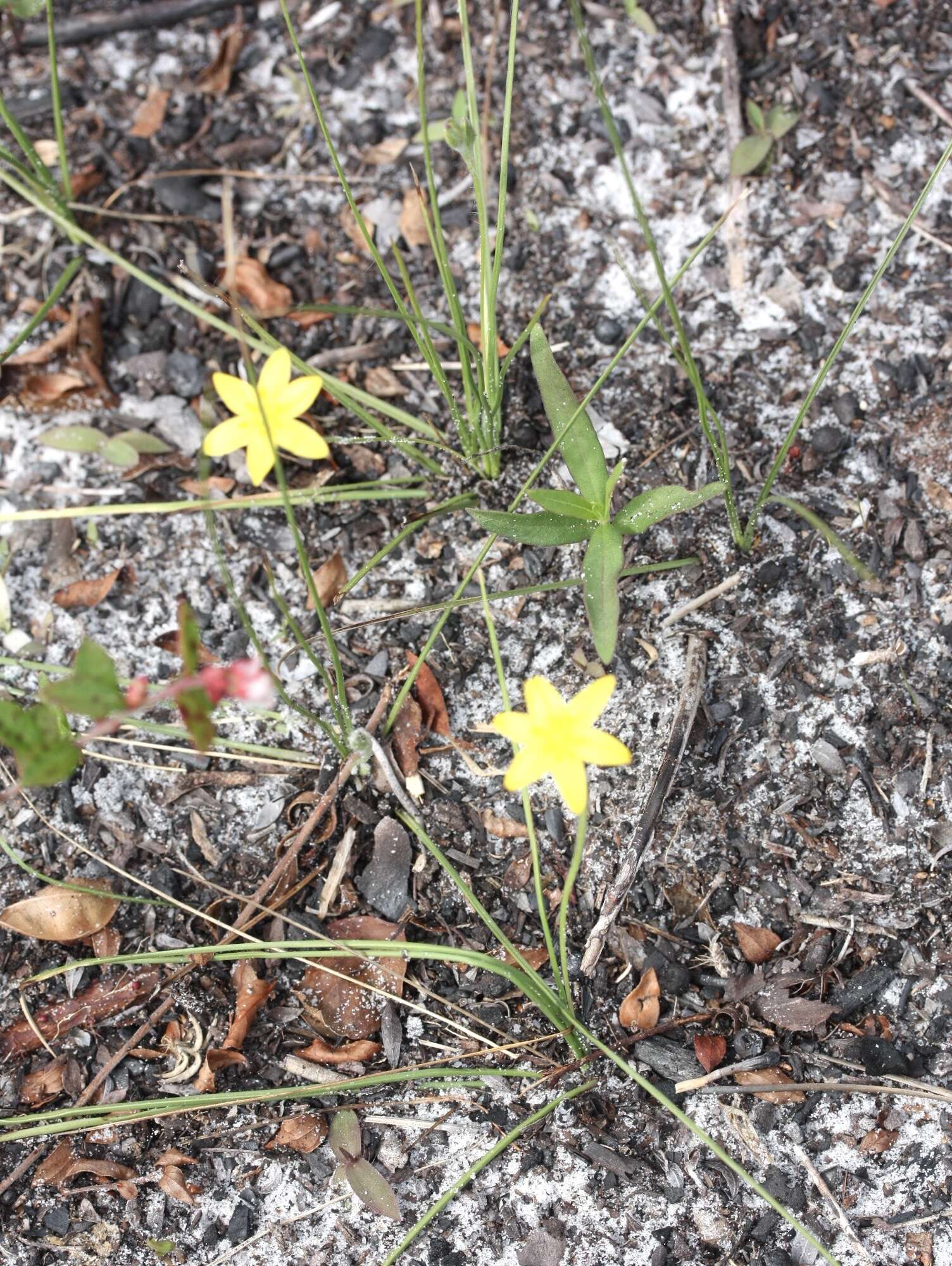 Image of fringed yellow star-grass