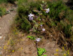 Imagem de Salvia namaensis Schinz