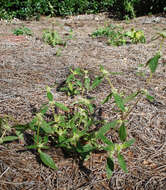 Image of Tropical Girdlepod