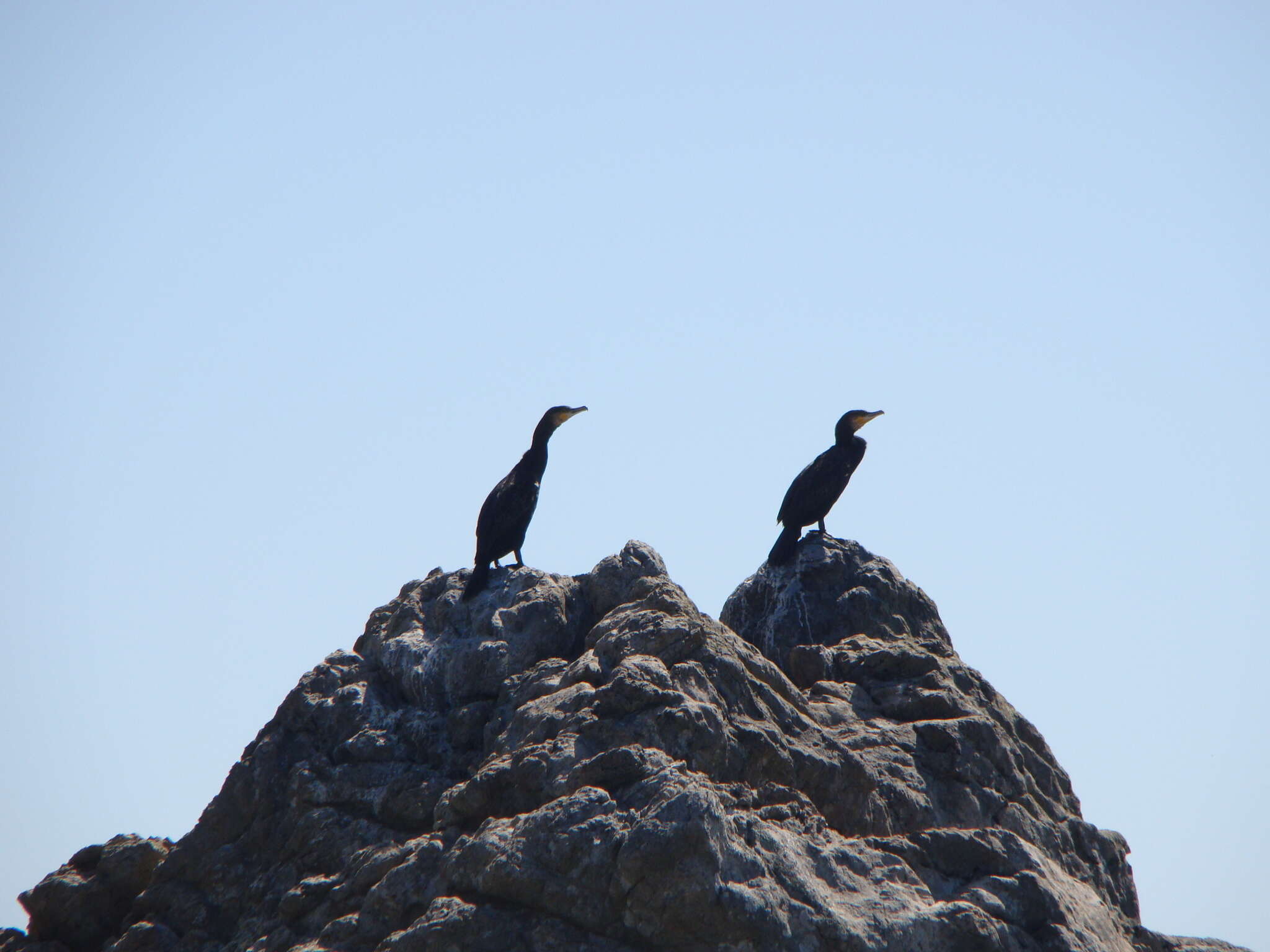 Phalacrocorax carbo novaehollandiae Stephens 1826的圖片