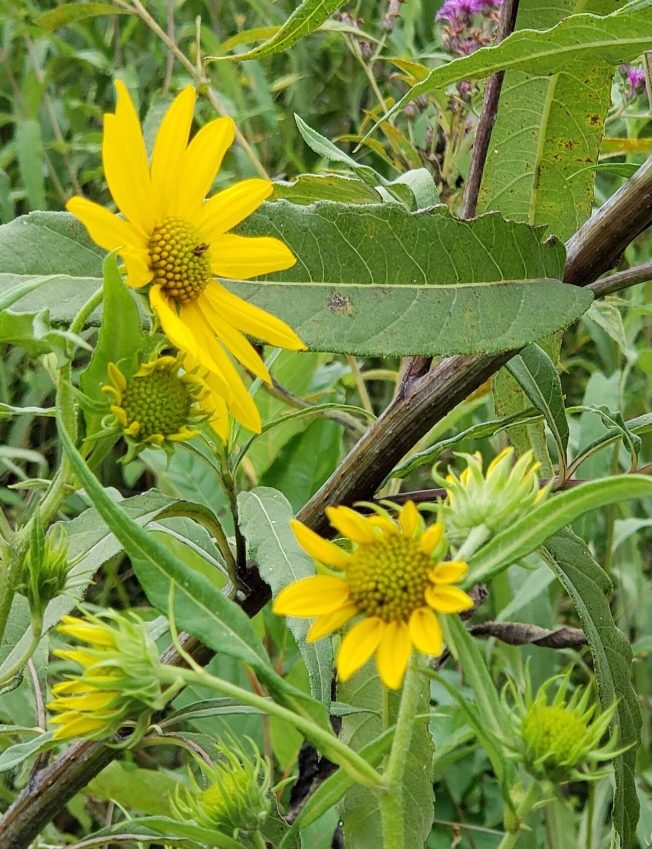 Sivun Helianthus grosseserratus M. Martens kuva