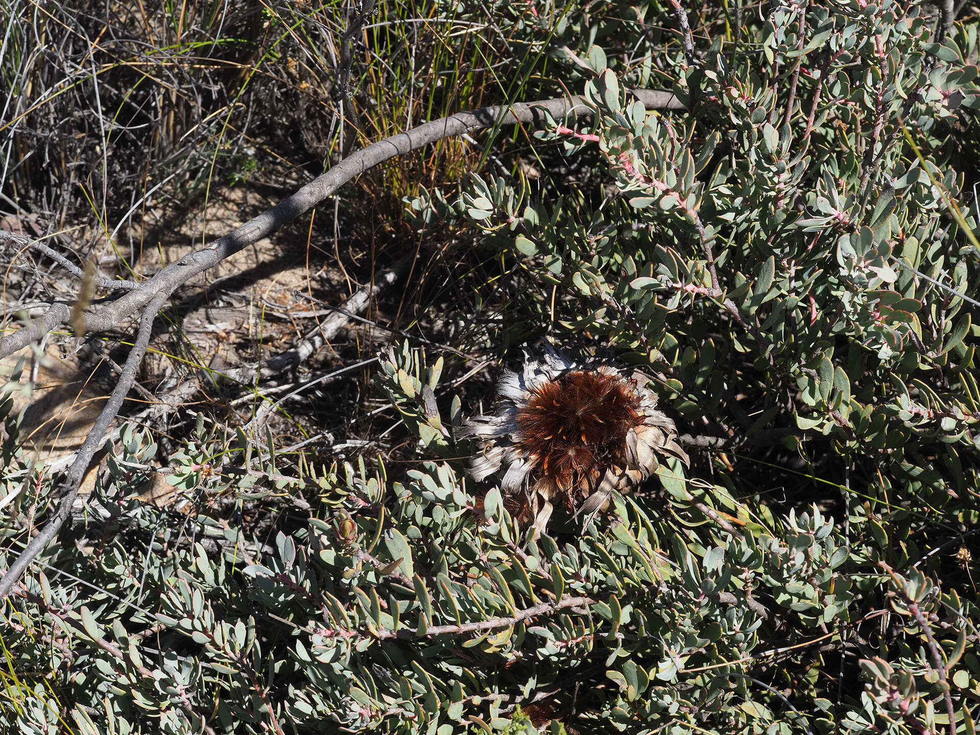 Image de Protea sulphurea Phillips