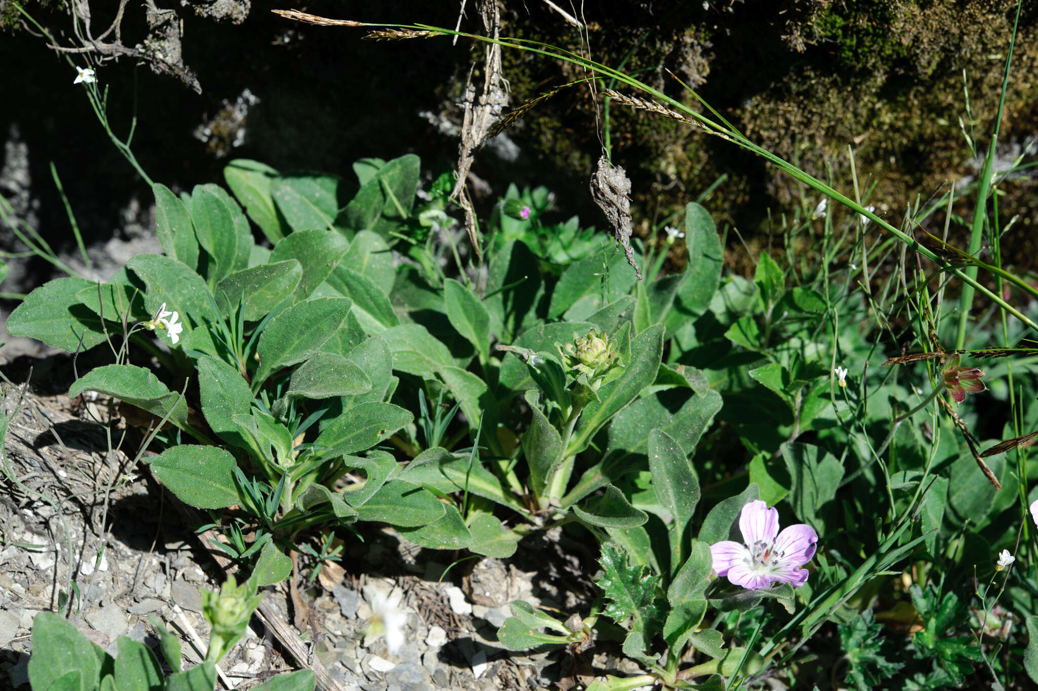 Image of Aster takasagomontanus Sasaki