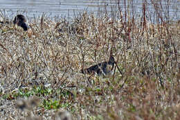 Image of Japanese Snipe