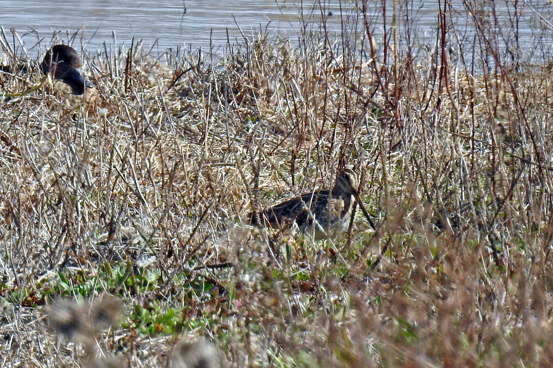 Image of Japanese Snipe