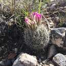 Image of Turbinicarpus beguinii (N. P. Taylor) Mosco & Zanov.