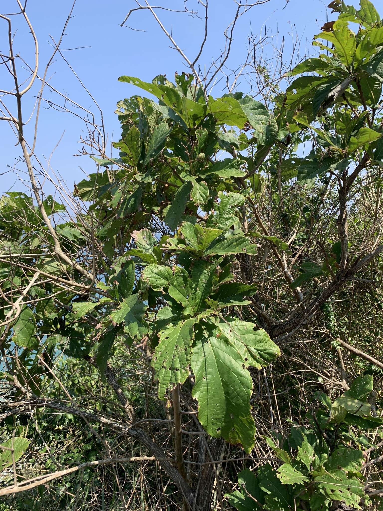 Image de Cordia superba Cham.