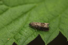 Image of Moth