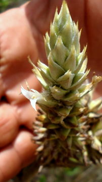 Image of <i>Hohenbergia littoralis</i> L. B. Sm.