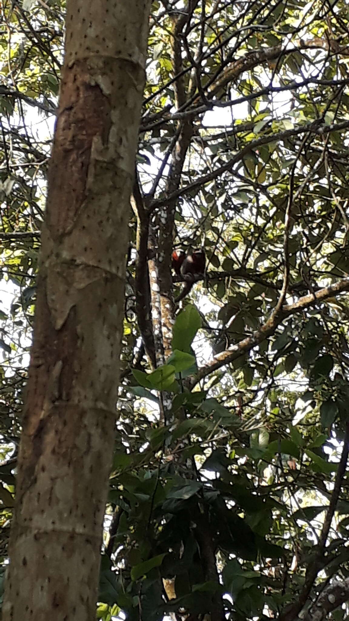 Image of Ornate Titi Monkey