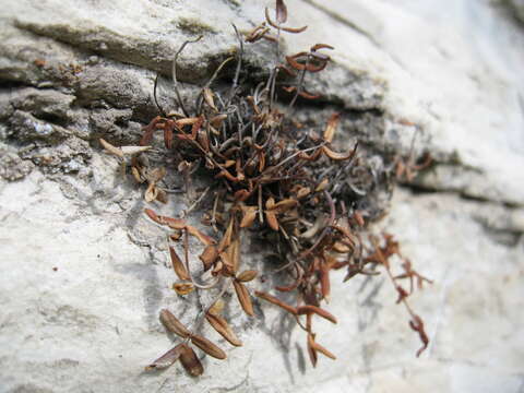 Imagem de Pellaea glabella subsp. occidentalis (E. Nelson) Windham