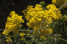 Image of Hypericum scabrum L.