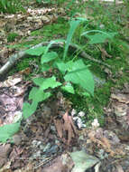 Image of Tall Rattlesnake-Root