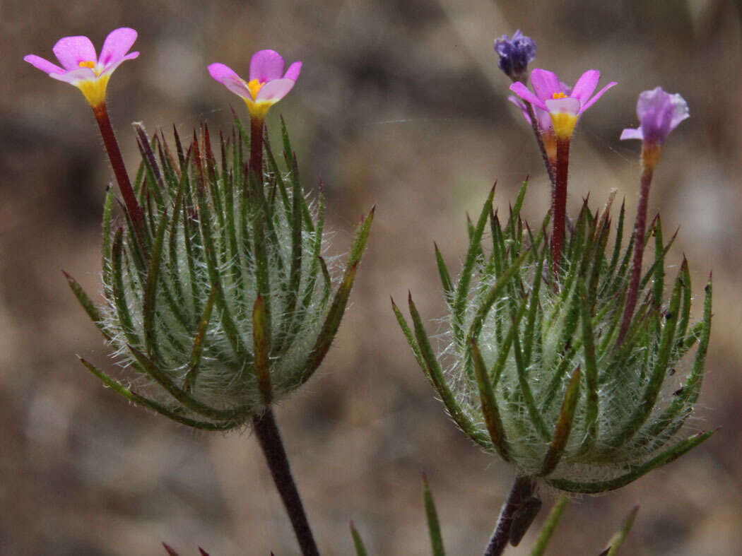 Image of whiskerbrush