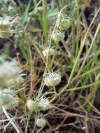 Слика од Artemisia jacutica Drobov