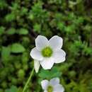 Image of Oxalis lunulata Zucc.