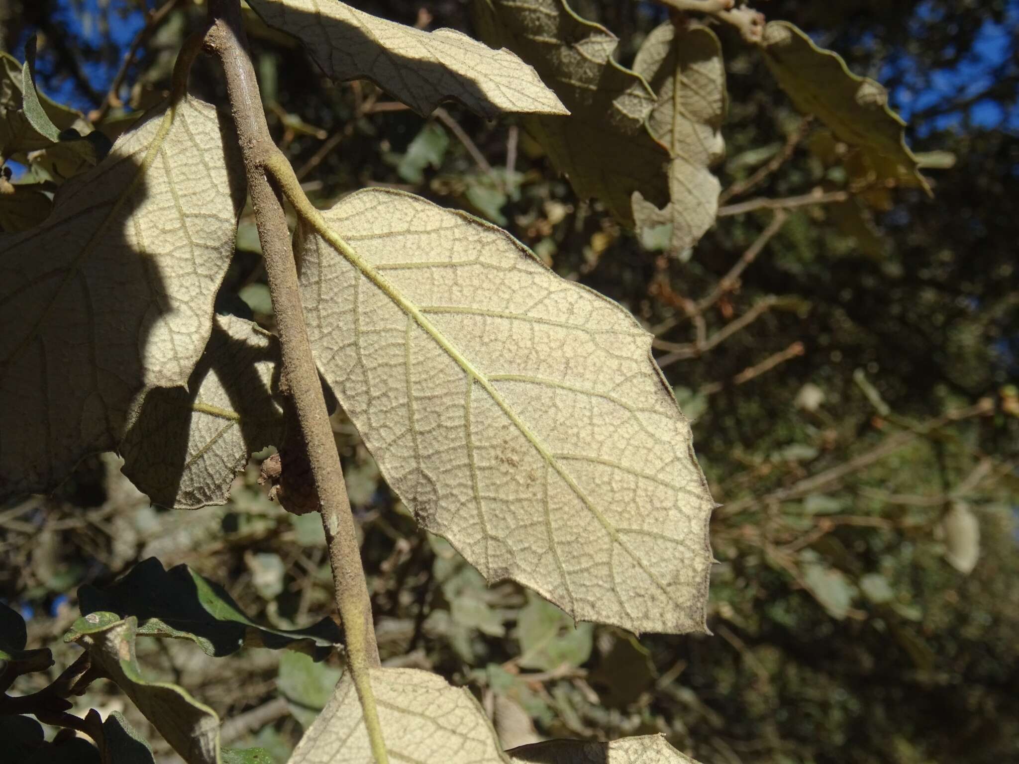 Image of Quercus sideroxyla Bonpl.