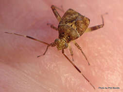 Image of Australian Crop Mirid