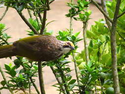 Image of Straw-crowned Bulbul