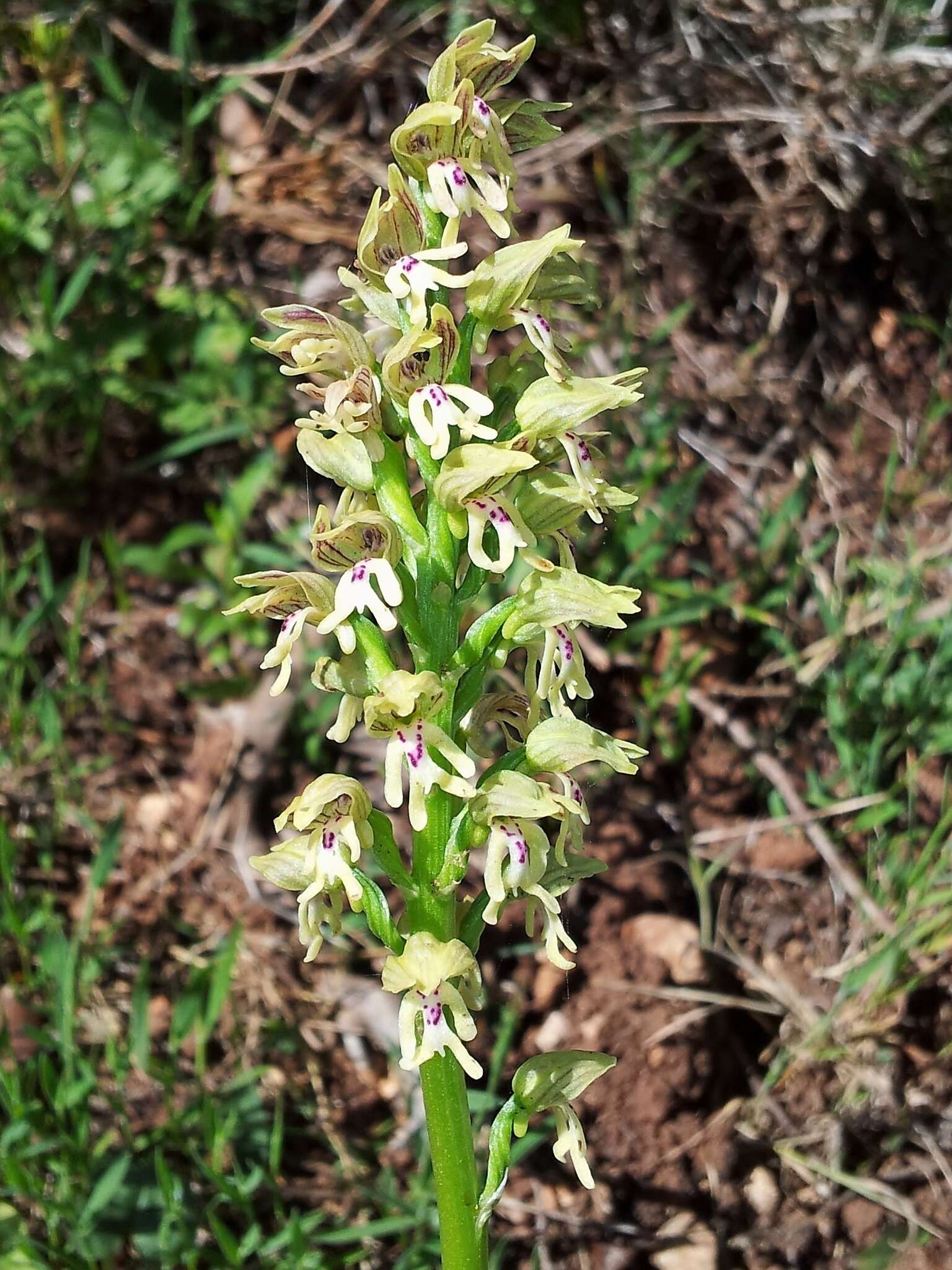Image of Orchis galilaea (Bornm. & M. Schulze) Schltr.