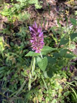 Image of Bill Williams Mountain giant hyssop