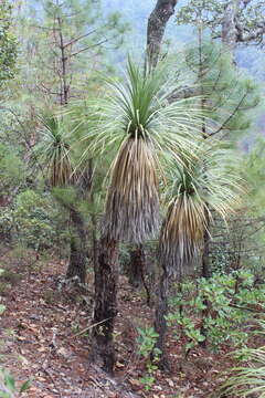 Image of Nolina parviflora (Kunth) Hemsl.