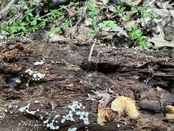 Image of Ophiocordyceps smithii (Mains) G. H. Sung, J. M. Sung, Hywel-Jones & Spatafora 2007