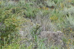 صورة Cirsium fontinale var. campylon (H. Sharsm.) Pilz ex D. J. Keil & C. E. Turner